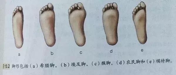 什么是希腊脚?给健身人换换"口味"--来重新认识一下双脚!