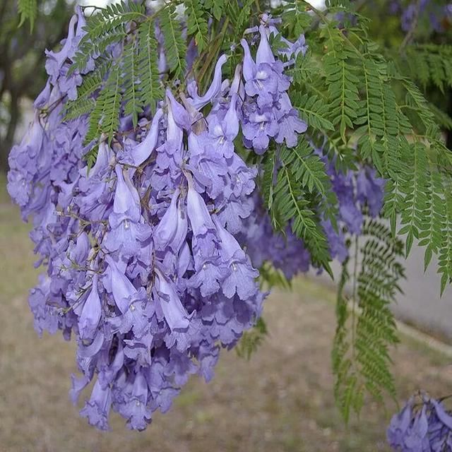 蓝花楹:含羞草叶蓝花楹 ,蓝雾树,巴西紫葳,紫云木