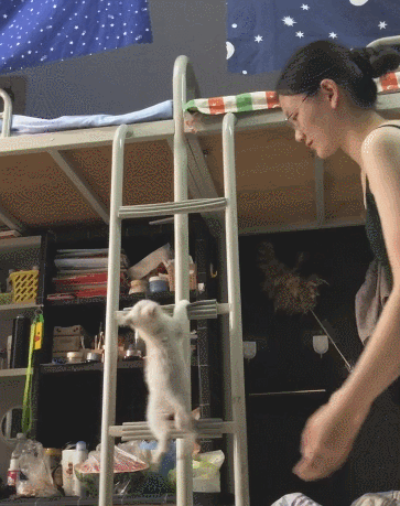 猫宿舍下楼梯~猫:反正爪子伸出来,至于能挂在哪就看天意了!