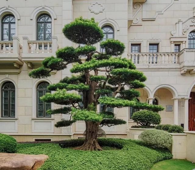 有钱任性!土豪们最爱选的庭院树,你选对了吗?