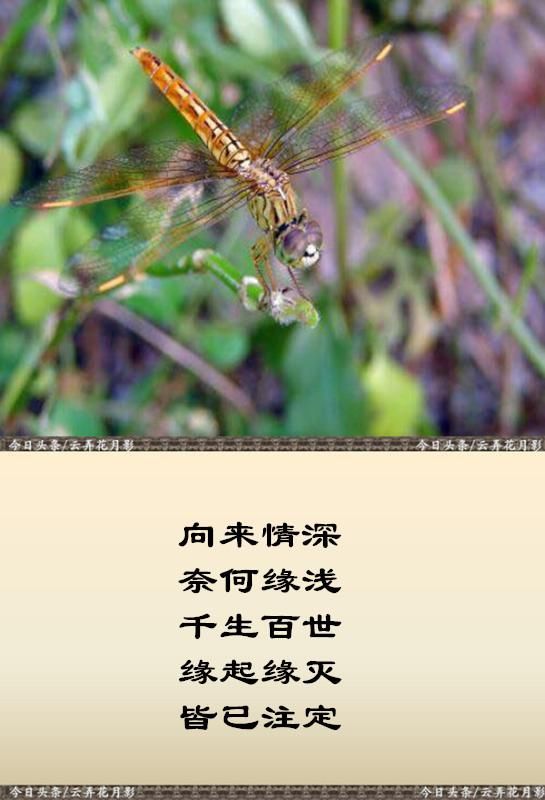 千生百世,缘起缘灭,皆已注定