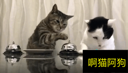 把傲娇的猫咪调教的这么乖!按一下叮咚给一颗猫粮,怎么做到的?
