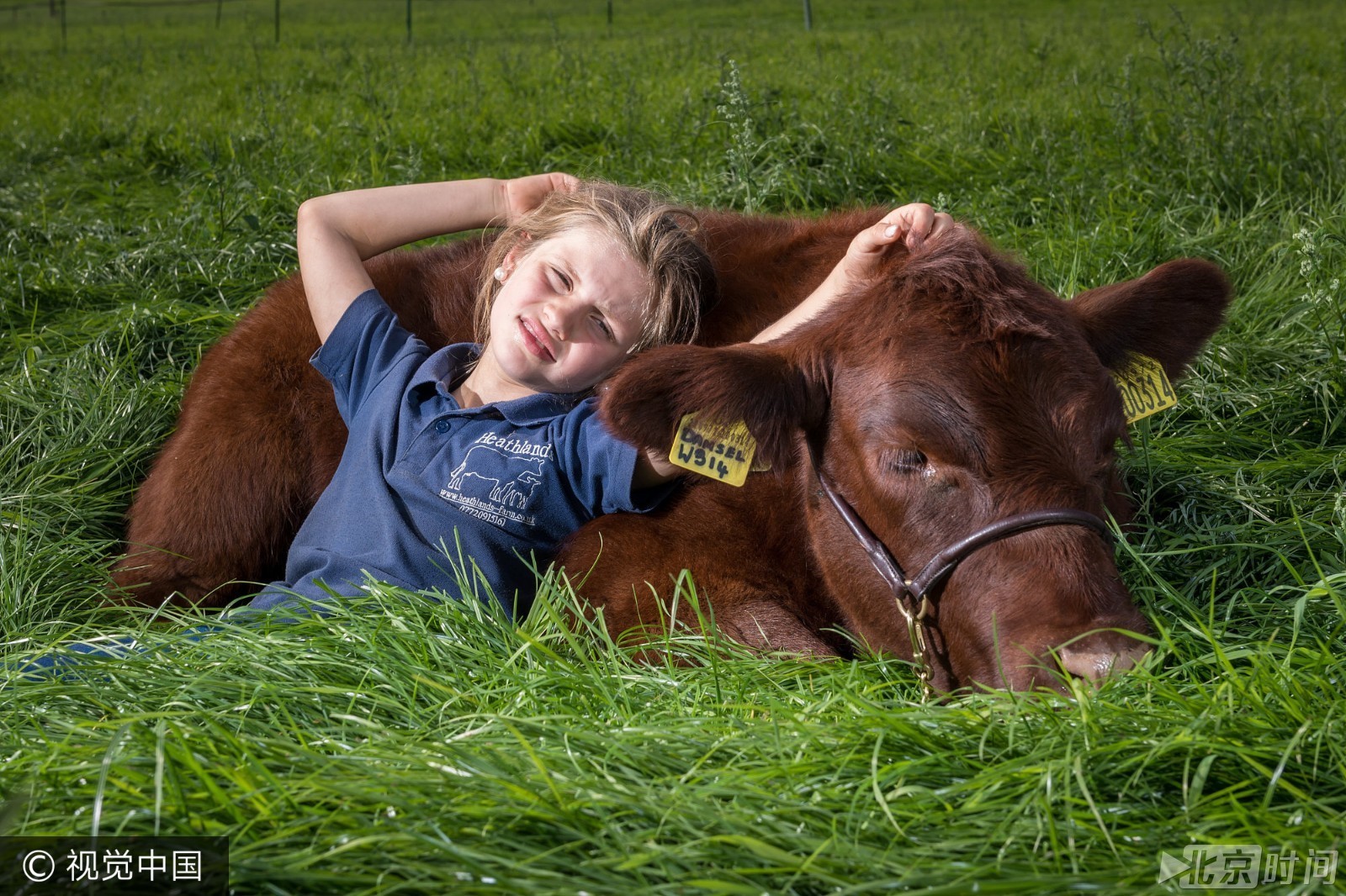 女孩亲手抚养小牛犊长大 吃饭睡觉一起玩