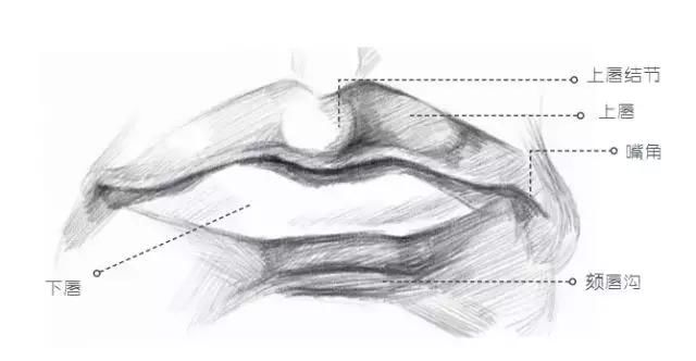 嘴巴的结构