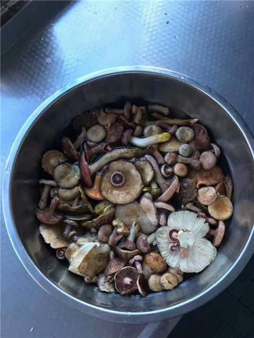 菌子这样吃最好吃云南只有两种菌