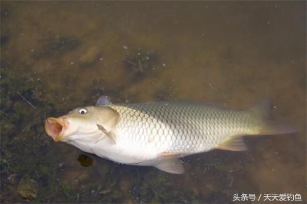 夏季野钓,这样调漂最实用,鱼口清晰上鱼快,钓一次爽一次