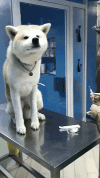同样是抽血,二哈和秋田犬差别咋这么大呢?