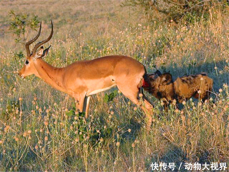 野狗猎捕落单的羚羊,锁喉失败后直接掏肛,没一会鬣狗来抢食