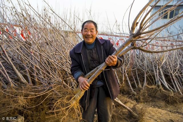什么时候栽果树最适合?你可能想不到,真的不是温暖的春天-北京时间