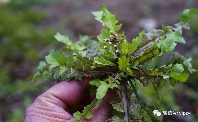 这种野菜被古人誉为"灵丹草",不仅味道美味,其药用价值也很高!