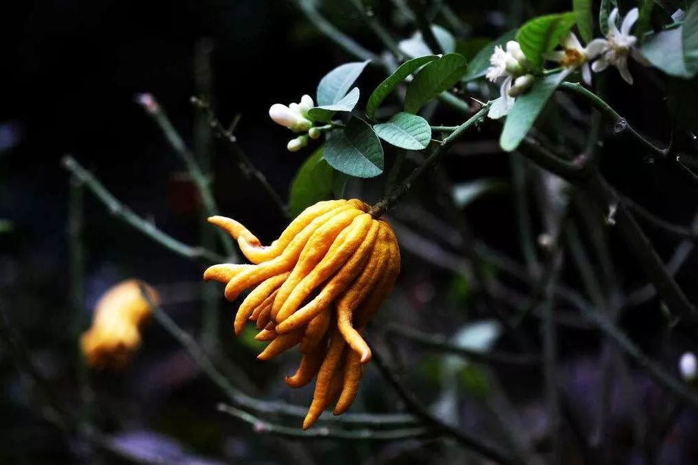 mufeeling植物养护小百科 | 佛手柑