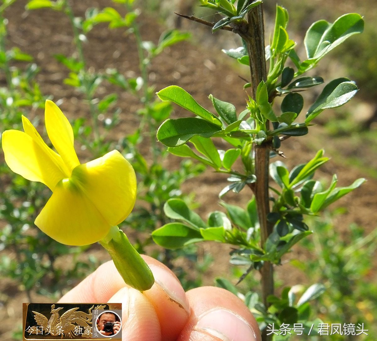 民间中草药摄影:金雀花,食药两用价值高!园林花卉观赏