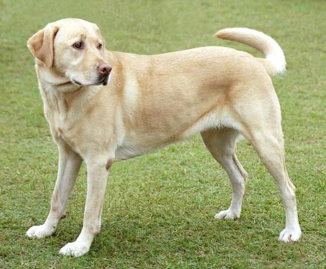 拉布拉多寻回犬