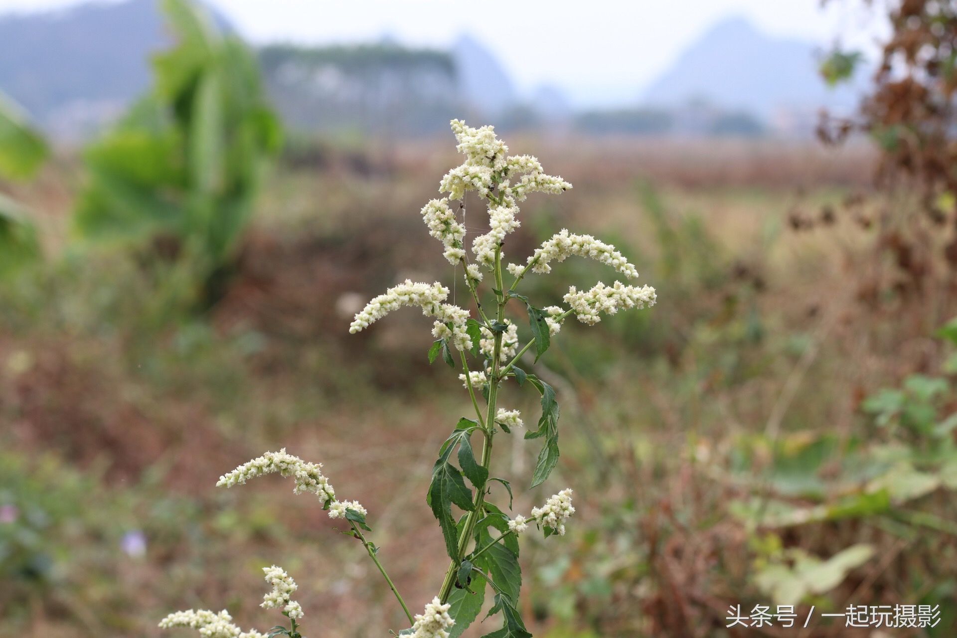 这种野草叫白苞蒿 全草可入药且药用价值非常高 您知道吗?