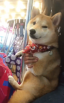 柴犬陪主人坐旋转木马,像童话般浪漫,有我就不用找男朋友啦