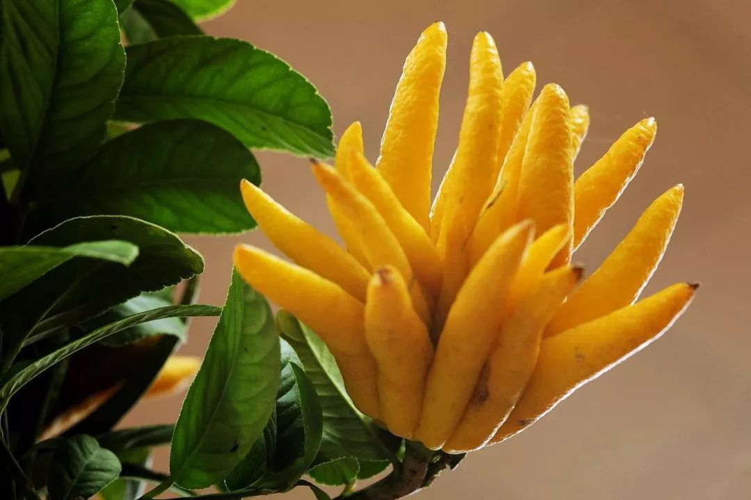 佛手柑图片_纵览新闻