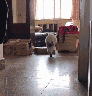 以上动图均来自:抖音 动图所有权归作者所有 看完抖音上的这些猫 要