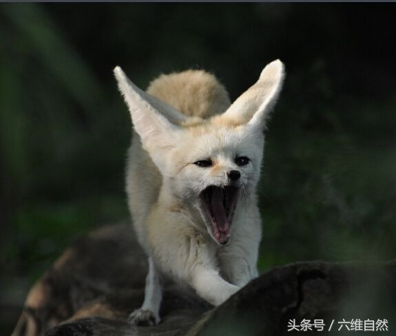 最容易辨认的狐狸,一双大耳朵就让人知道耳廓狐