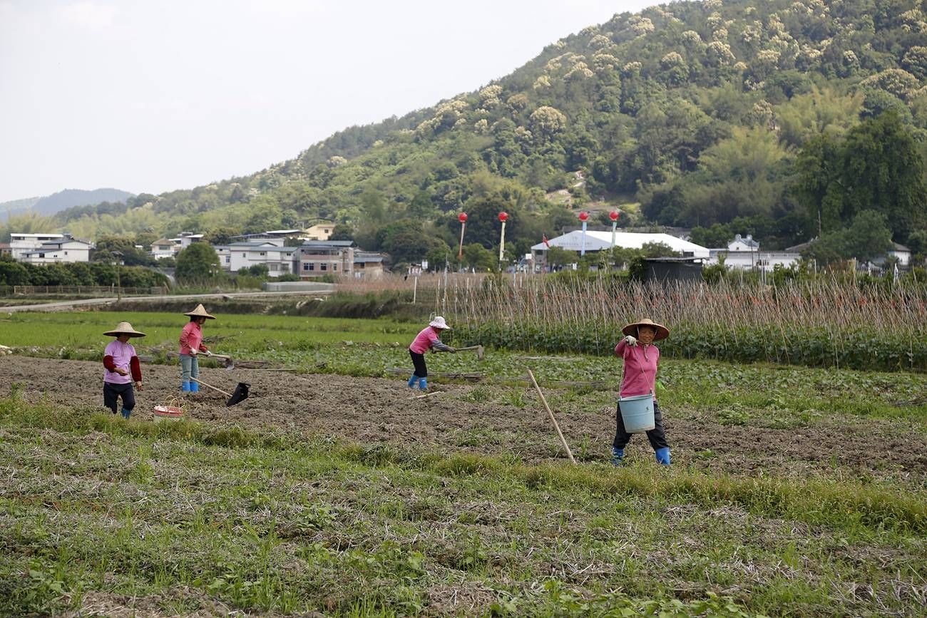 "[环游见闻] 4月18日,广东省梅县南口镇侨乡村,一些农民正在田里干活.