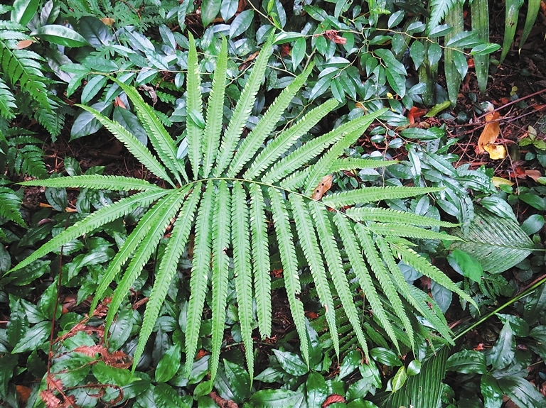 海南发现多种新记录蕨类植物 其中一类为新记录属