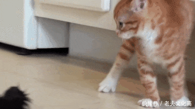 小猫咪本来想装b,结果却被吓跑了