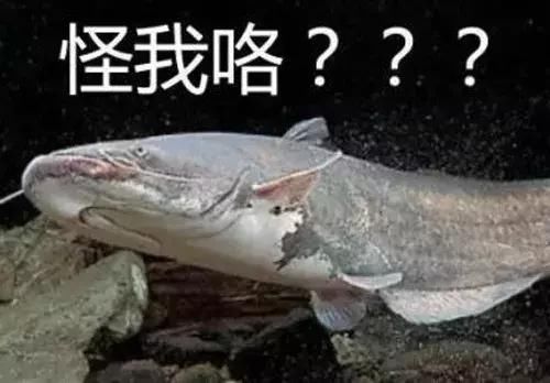 食材课堂:你吃的清江鱼,到底是不是鲶鱼?