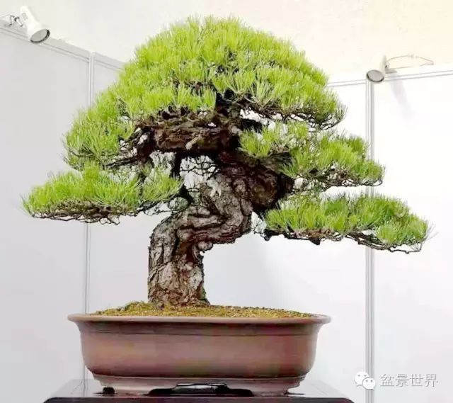 杨贵生藏品(黑松,高90cm)