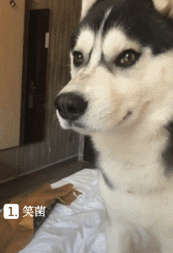 搞笑gif动图:怎么喝不到?是姿势不对吗?