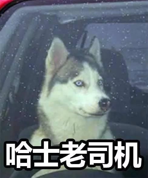 网罗,这些年被网友们所玩坏了的哈士奇们,有种想笑哭的冲动