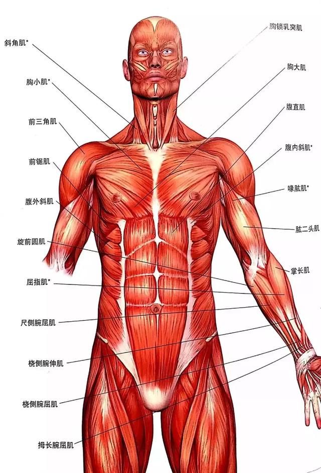 自己的身体结构,今天首先为大家讲解的是,我们自行车的核心肌肉解刨图