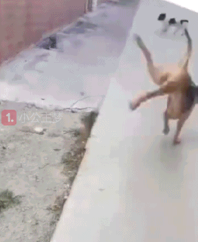 首页 69 乱弹笑话 69 搞笑gif 69 搞笑gif图:过年之后的你,是不