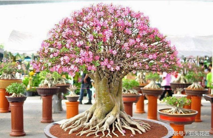 【石头花匠】沙漠玫瑰的气魄,其实它们只是多肉植物