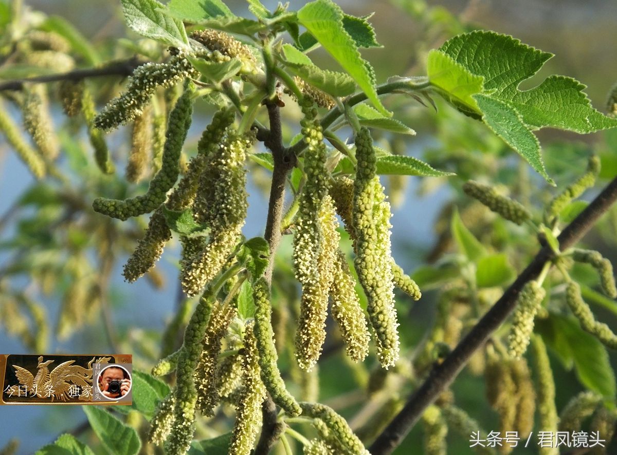 湖北宜昌:乡村,构树开花,雄花像毛毛虫,可油炸或清蒸