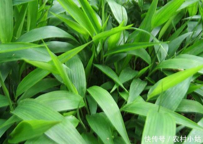 农村这种竹叶一样的野菜,不仅能吃,还是一味珍贵的药材!