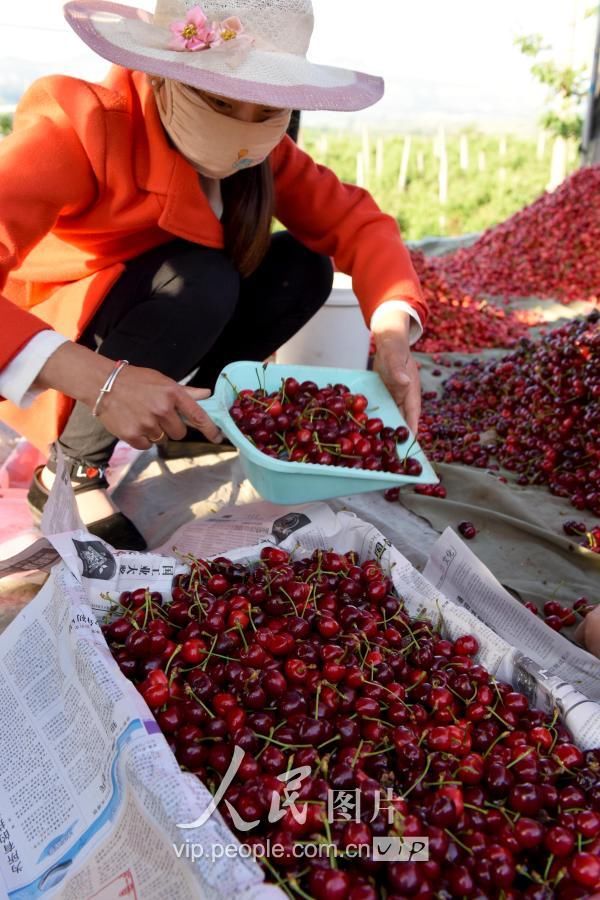2018年5月10日,山东省枣庄山亭区水泉镇农民在果品市场分装樱桃,准备