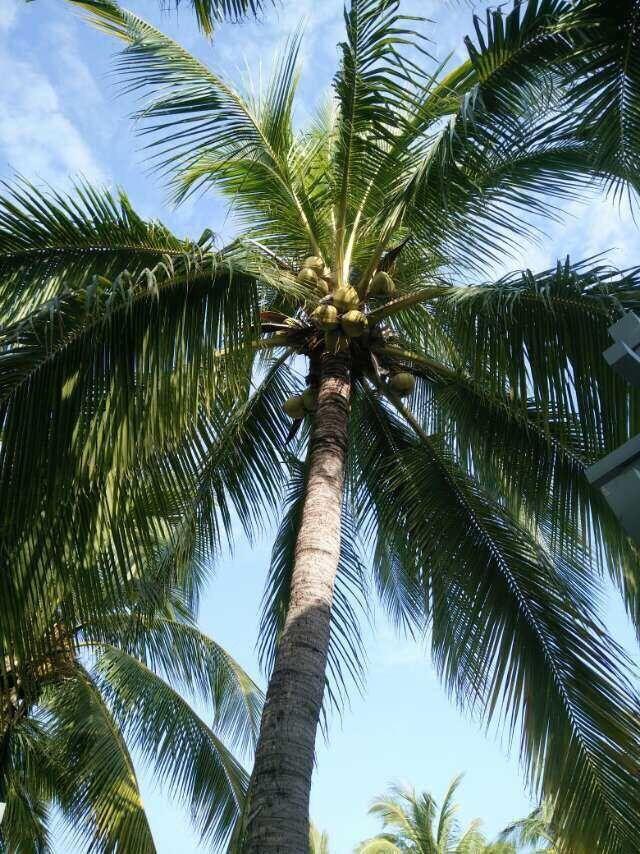 高大的椰树,婷婷玉立.