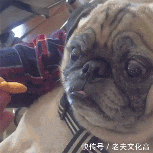 搞笑gif: 我说他偷吃屎了, 他就用这个表情对我