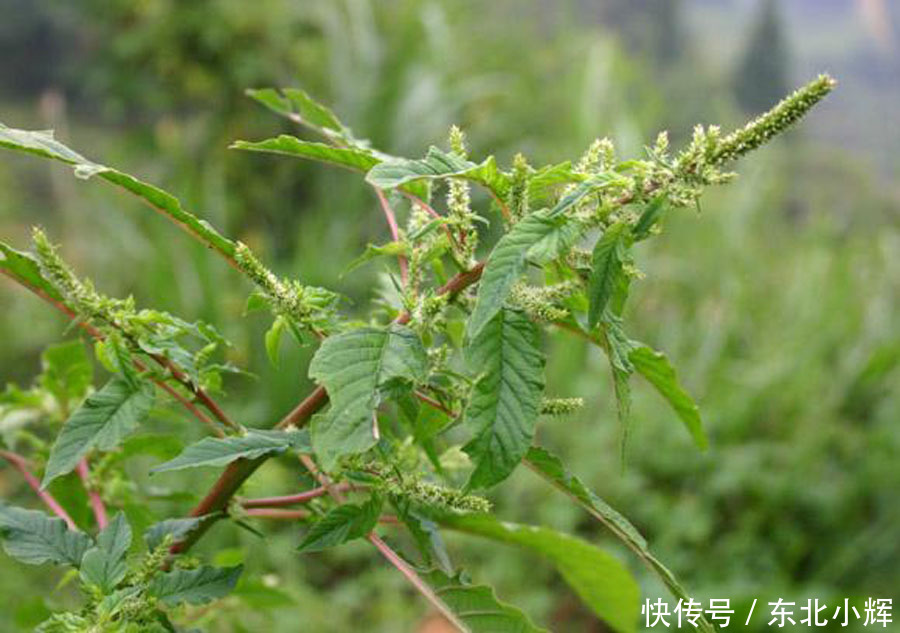 在我国大多数省份都有,南方人都叫它刺苋菜,野刺苋,野汉菜,还有些地区