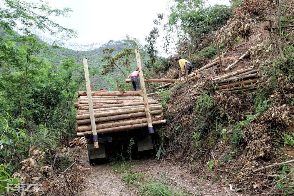 跟老司机一起去深山老林拉木材,一车能挣900块