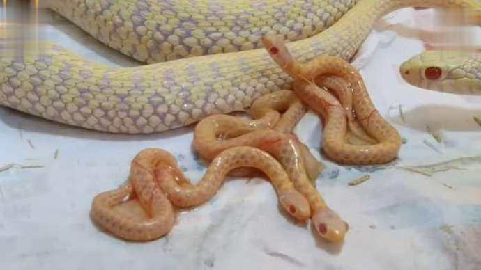 刚出生的小蛇颜色比大蛇更加地鲜艳,原来,黄金蟒是一种十分稀少的变异