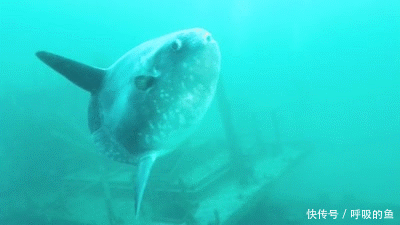 谁认识这是什么鱼,这身体也太不协调了