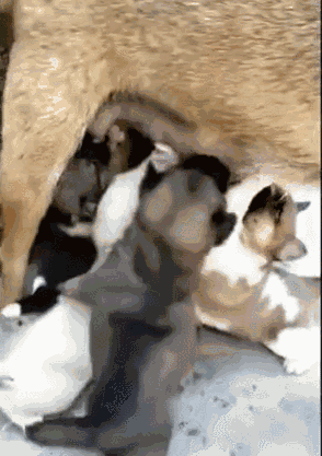 可爱动物一边吃奶一边做动态图