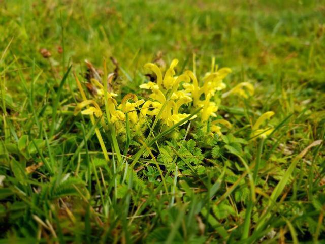 云南五朵雪花纳和祥暨香格里拉康养基地落成会议在香格里