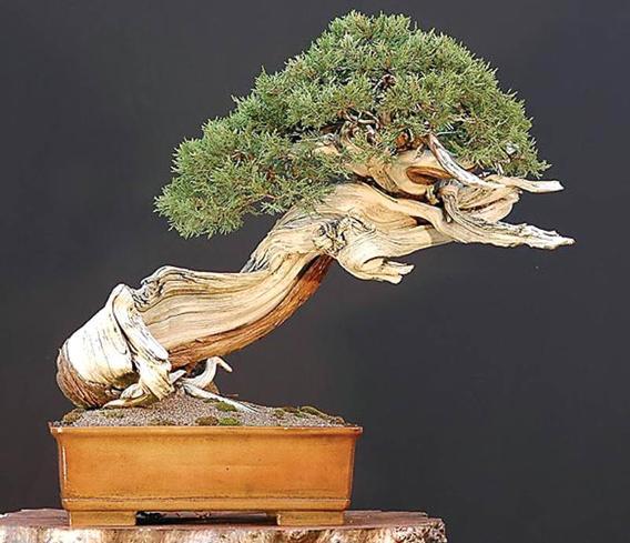 侍弄盆景30年曹师傅教你如何制作桧柏树桩盆景