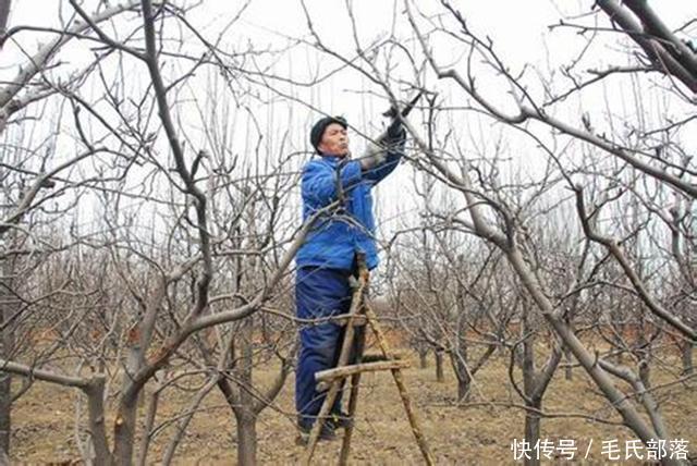 枣树栽培技术 衰老树整形修剪技术