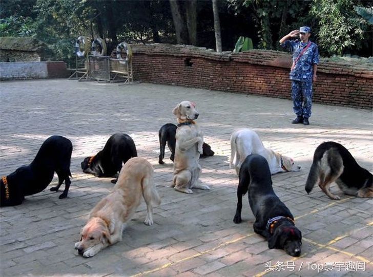 11张让人差点笑喷的趣图