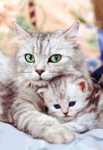 猫妈妈抱着自家孩子的暖心瞬间