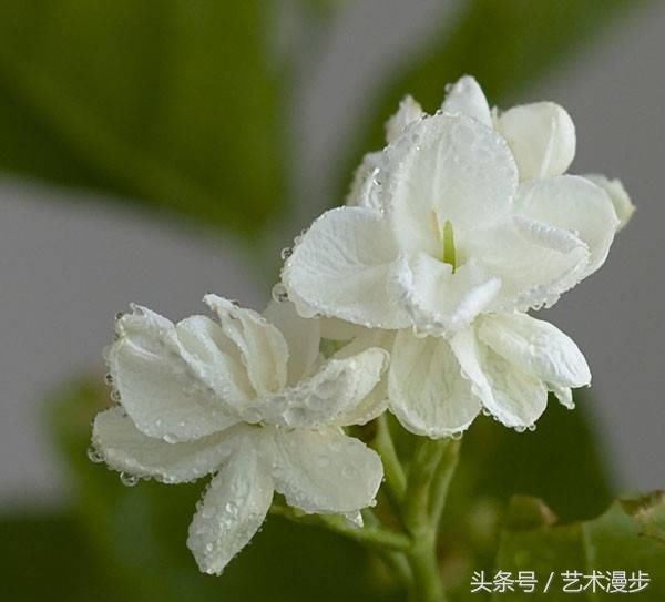 最美的茉莉花图,清香淡雅,清丽,看着就很凉快,太美了!