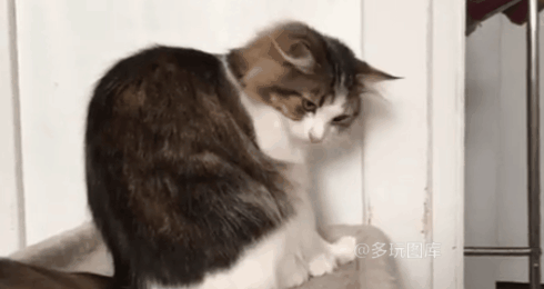 全球搞笑gif:瞧我这暴脾气,就是忍不住被人羞辱,有仇必报