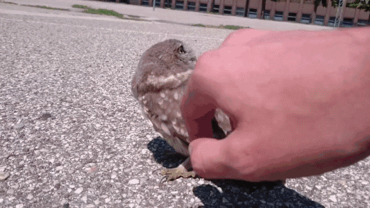 路遇可爱猫头鹰只有手掌大,网友评论这可不是个宝宝